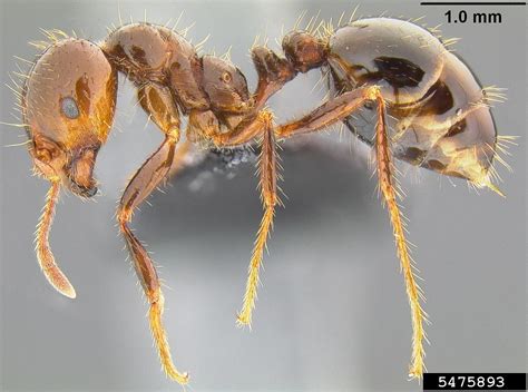 red imported fire ant scientific name